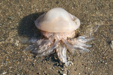 meduza wyrzucona na brzeg