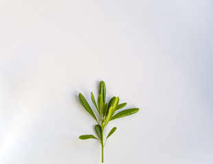 Leaves on white background