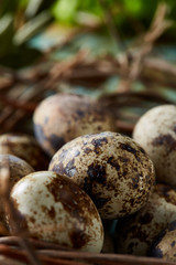 Nest with quail eggs on the blue background, top view, close-up, selective focus