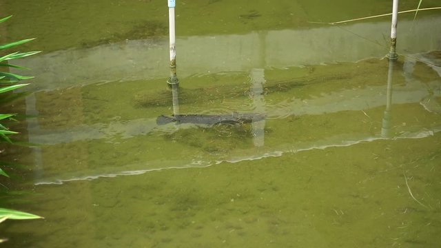 striped snakehead fish in the cement pond.