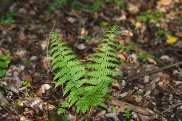 młoda zielona paproć na tle brązowego podłoża © agnieszkalll