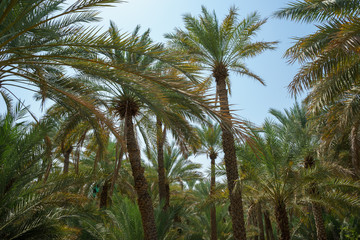 Palm Wood