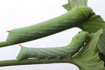 2 green caterpillars climb on green leaves.