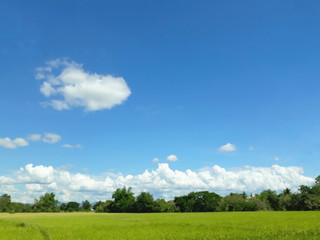 Fototapeta na wymiar The tree, green field, blue sky. The rural landscape.