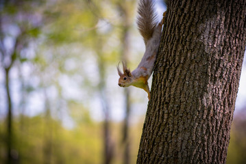 Squirrel crawls on wood