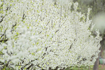 Meadow of blooming Spring trees