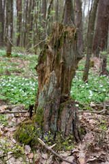 Old rotten tree stump in the forest.