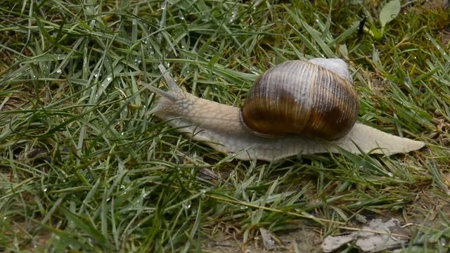 chiocciola