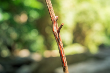 Millipede on stream in the forest, Macro of orange and brown millipede on wooden.