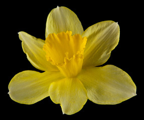 Fototapeta na wymiar flowers of daffodils on a black background