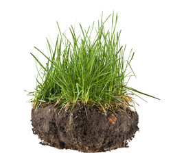 green grass in soil isolated on white background