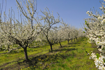 Trees in orchards in full bloom. Plum orchard blossom in spring. Natural springtime background