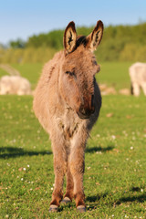 Brown wild donkey on the meadow