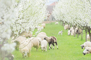 Sheeps in the meadow of blooming Spring trees