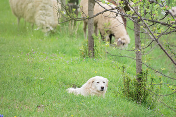 Obraz premium Sheeps in the meadow of blooming Spring trees