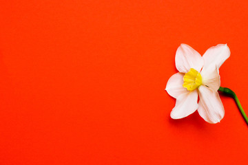 Narcissus on a red background, place for your text.