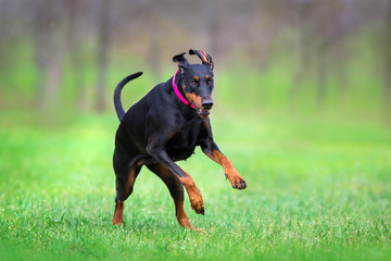 Black doberman run fast in spring field in park
