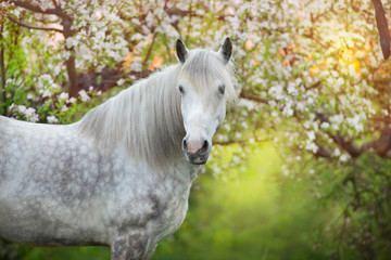 Obraz na płótnie Canvas White horse portrait in spring blossom tree