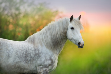 Obraz premium White horse with long mane close up portrait at sunrise