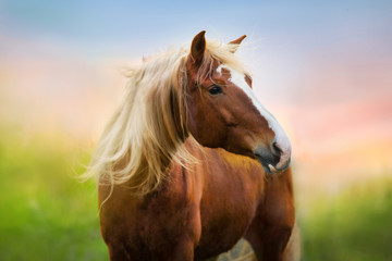 Obraz premium Czerwony koński portret przy wschodem słońca