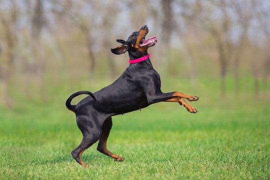 Black Doberman Run Fast In Spring Field In Park