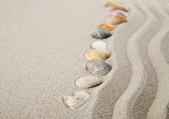 Fototapeta na wymiar Seashells on sand for relaxation as background