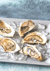 Raw oysters on the plate