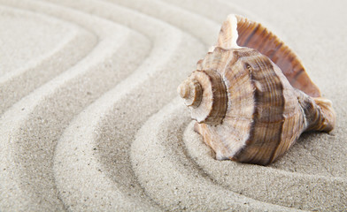 Seashells on sand for relaxation as background