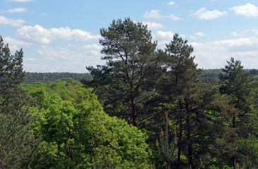 La malmontagne en forêt de Fontainebleau