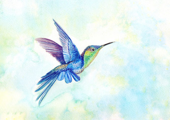 Hummingbird watercolor illustration