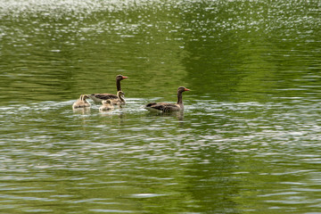 Family of geese swimming in a lake