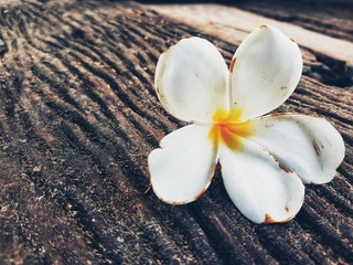 Close up of white flower on old wooden