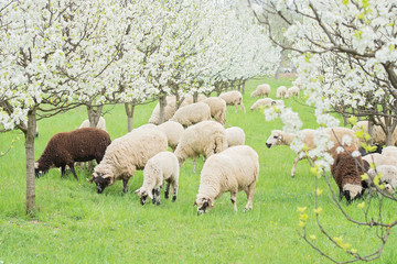 Obraz premium Sheeps in the meadow of blooming Spring trees