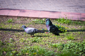 Pigeon cares for her friend