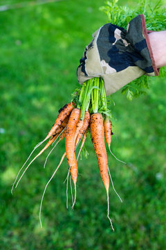 hand med trädgårdshandske håller en knippe nyskördade morötter
