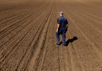 Senior farmer standing in field examining sowing.