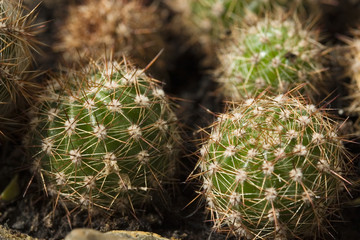 Cactuses with thorns. Close up.