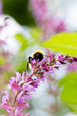 Bi som suger nektar från en lila salvia, ofokuserad växtlighet i bakgrunden