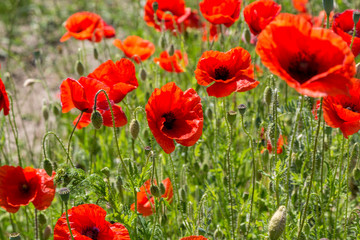 ein schönes Feld mit vielen Mohnblumen
