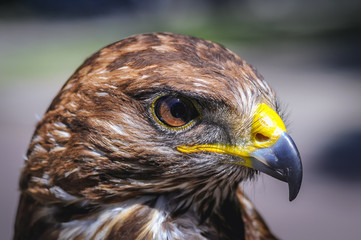 Close up on a head of trained Common buzzard bird