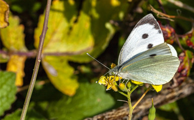 Papillon Piéride du chou- Pieris brassicae- posé sur une branche