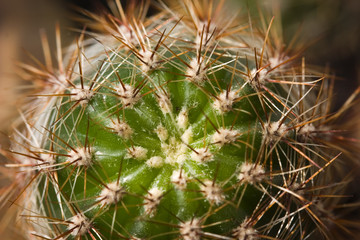 Cactus with thorns. Close up1