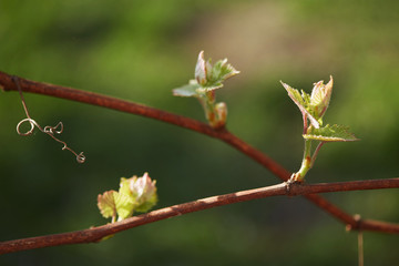 Spring. young green sprouts on the branches of grapes.