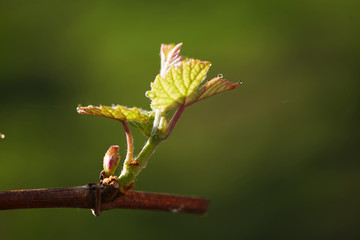 Spring. young green sprouts on the branches of grapes.