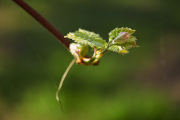 Spring. young green sprouts on the branches of grapes.