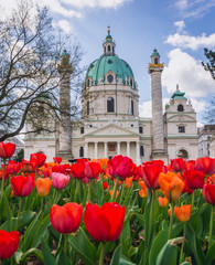 Fototapeta na wymiar Red tulips in front of St Charles Church in Vienna city, capital of Austria