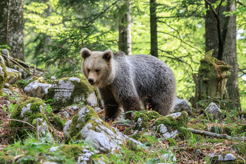 Obraz premium Orso bruno (Ursus arctos) nella foresta della Slovenia