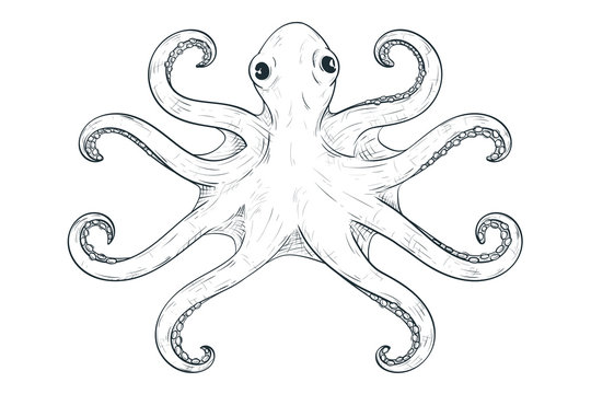 Octopus with symmetric tentacles. Outline hand drawn sketch