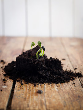 Solros som grott i en h&ouml;g av jord