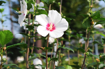 The beauty of the hibiscus syriacus flower (rose of sharon), biblical reference in song of solomon 2: 1.